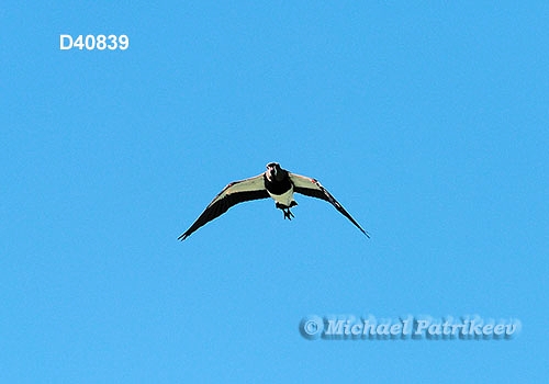 Southern Lapwing (Vanellus chilensis)